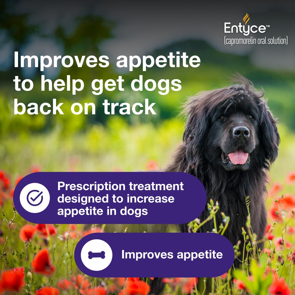 Dog Appetite Stimulant Oral Solution 30mg/ml 10 ml F965074