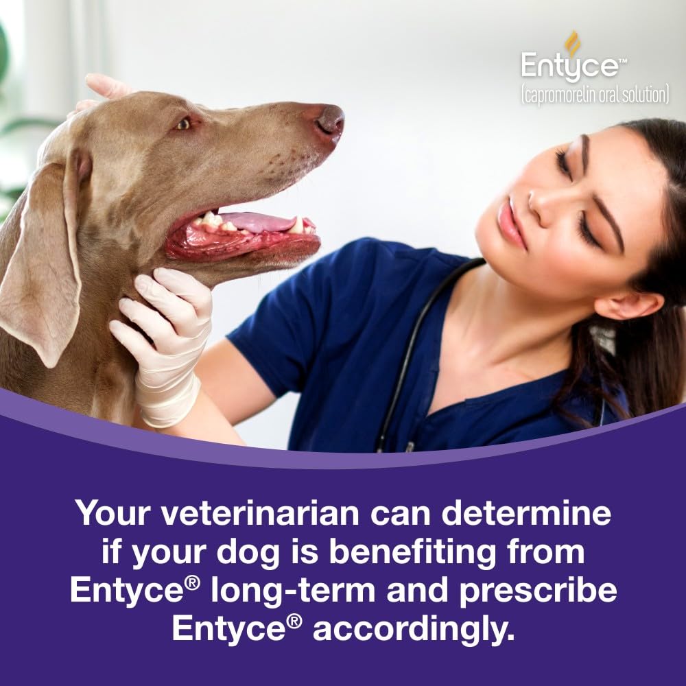 Dog Appetite Stimulant Oral Solution 30mg/ml 10 ml F965074