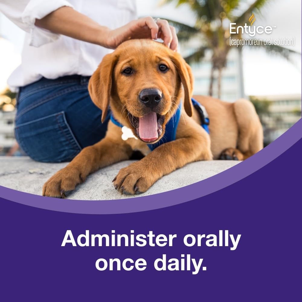 Dog Appetite Stimulant Oral Solution 30mg/ml 10 ml F965074