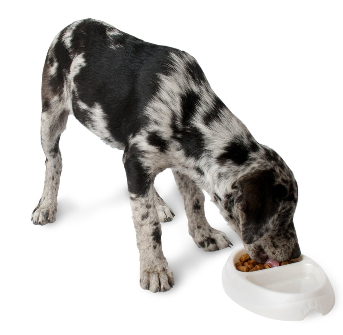 Small Pet Dish I3254