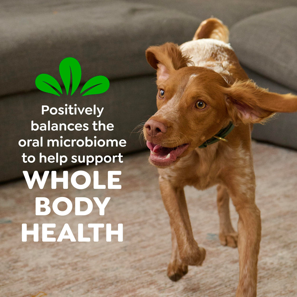 Natural Dental Dog Treats Fresh Mint Flavor 12 Count S9949